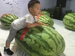 广饶大王吃瓜事件视频,一场引发热议的网络狂欢