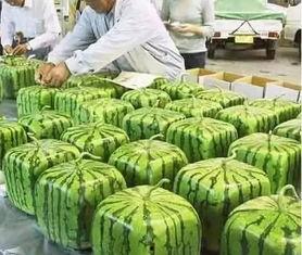 宁夏吃瓜最新事件,揭秘背后真相与网络热议