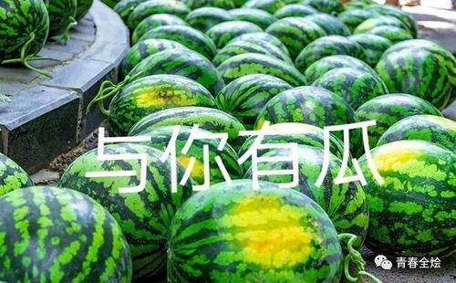 杭州大学吃瓜事件,校园舆论风波背后的真相揭秘