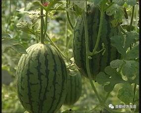 莱西吃瓜事件新进展,真相逐步浮出水面