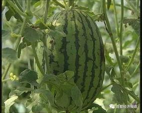 莱西吃瓜事件新进展,真相逐步浮出水面