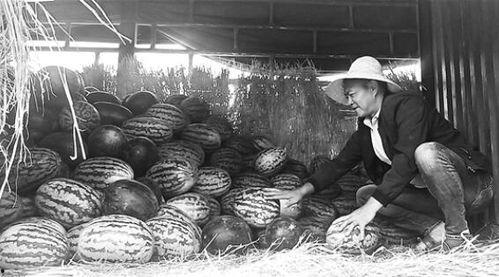 楚州吃瓜群众事件真相,揭开真相背后的真相