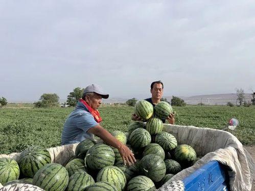 温州龙湾区吃瓜事件