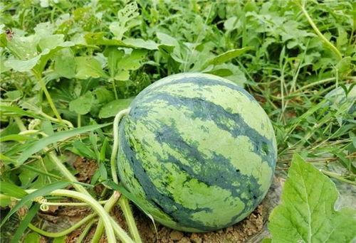 温州龙湾区吃瓜事件