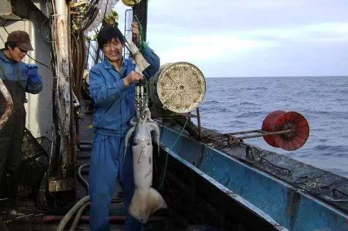 舟山渔民吃瓜事件视频,舟山渔民意外吃下“神秘瓜果”引发热议