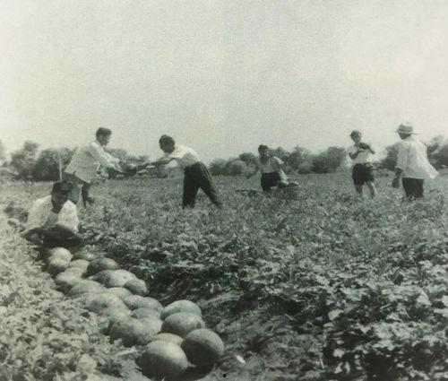 大名县红庙吃瓜事件始末