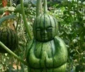 梁山宏志吃瓜事件真相,揭秘背后真相与争议