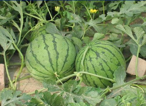 温岭小城吃瓜事件,一场引发全民热议的网络狂欢