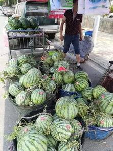 应城吃瓜事件真相揭秘,揭秘背后真相与争议