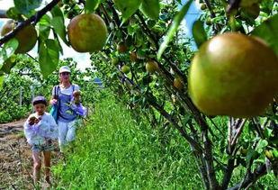 果园吃瓜事件视频,一场引发热议的乡村冲突瞬间