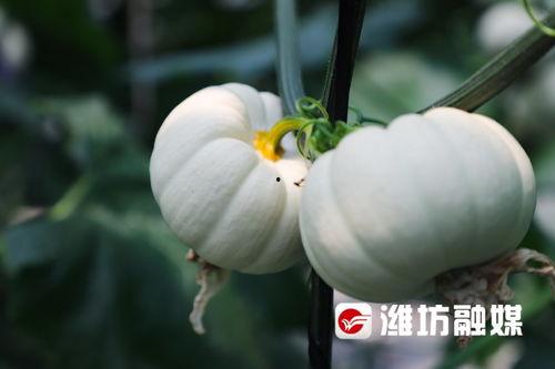 潍坊昌乐吃瓜事件真相,真相与反思